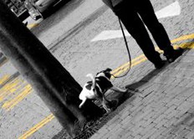 A leptospirózis egy fertőző betegség, melyet a Leptospira baktérium okoz, és mind állatokra, mind emberekre veszélyes lehet. A betegség általában csapadékos, trópusi területeken fordul elő, de bárhol előfordulhat, ahol tartósan esik az eső vagy árvíz alakul ki. 