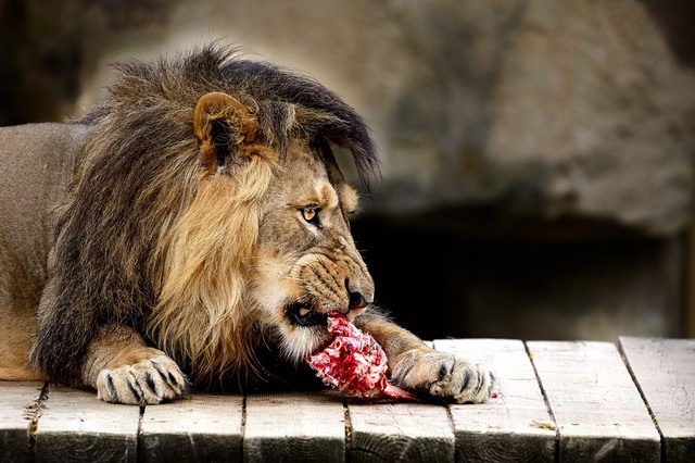 Oroszlán diéta: súlyoson beteg édesanyát szabadított meg a szenvedéseitől