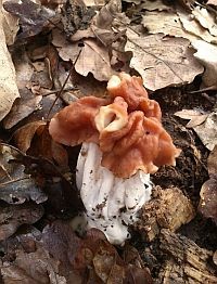 Tavaszi gombaszedés: egy kulináris sport