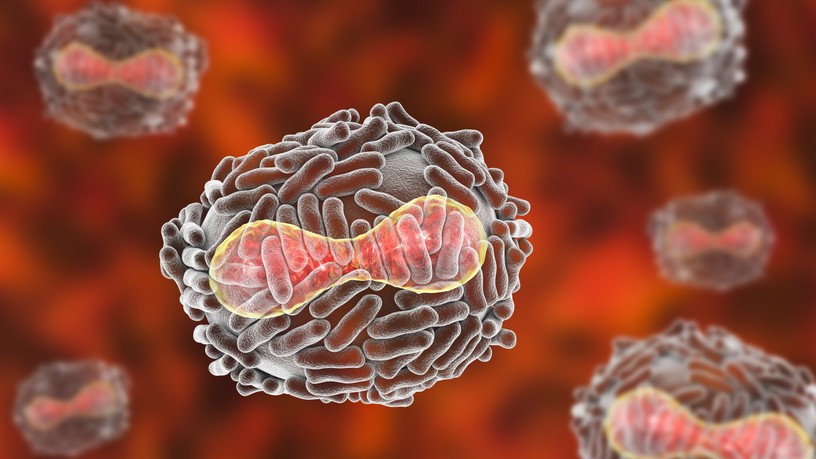 vírus, fertőzés, fekete himlő, koronavírus, fekete halál, himlő, ragya, Poxvirus variolae