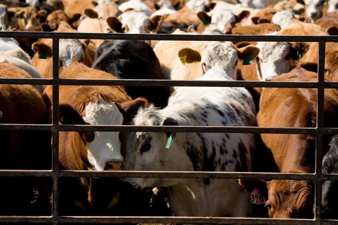 Újabb 2 telepen jelent meg Győr-Moson-Sopron vármegyében a ragadós száj- és körömfájás vírusa című cikk nyitóképe
