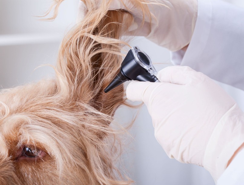 kutya toklász egérárpa befúródik bőr fül szem orrjárat