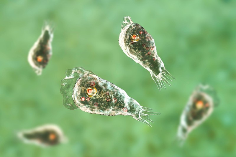 Agyevő amőba: mit kell tudni erről a halálos fertőzésről, ami a 11 éves kisfiúval is végzett?