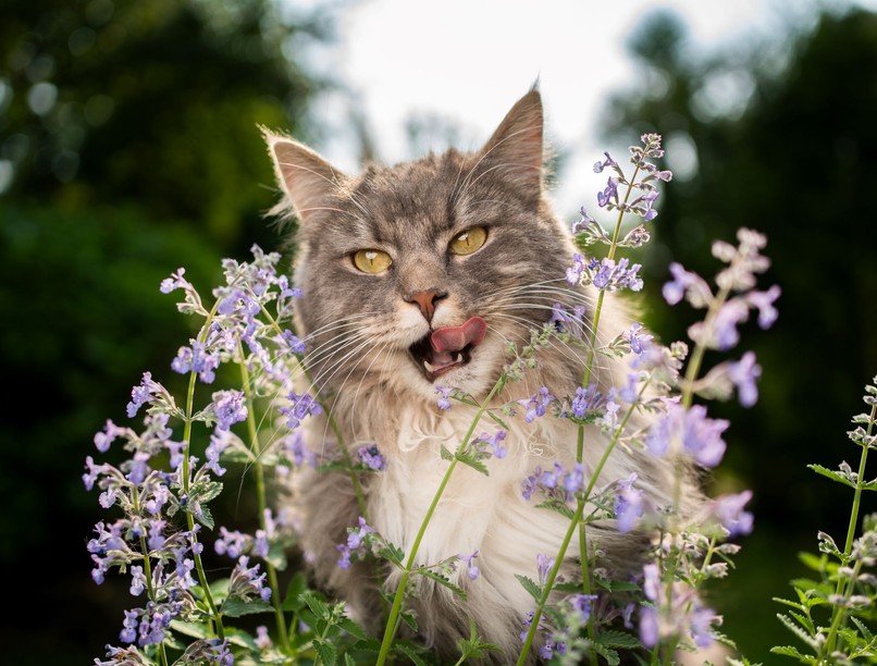 cica macskamenta stressz szaglás