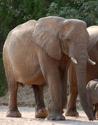 Az őz, a tigris és az elefánt (egy új mese)