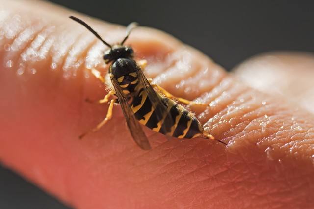 Darázscsípés, méhcsípés után ezek a krémek segíthetnek enyhíteni a tüneteket