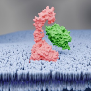 Magas koleszterin: ezek a legfontosabbak, amit a PCSK9-gátlók alkalmazásáról tudni érdemes a szakgyógyszerész szerint című cikk nyitóképe