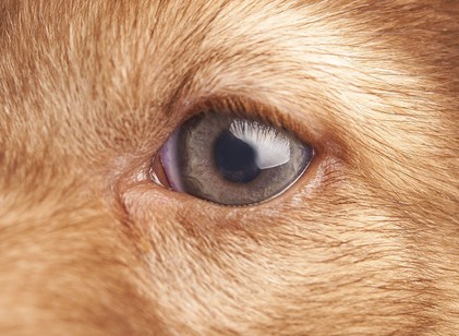 Meddig emlékezik ránk a kutyánk? Szívmelengető a tudósok válasza: sem a demencia, sem a halál nem fog ki a kötődésükön! című cikk nyitóképe