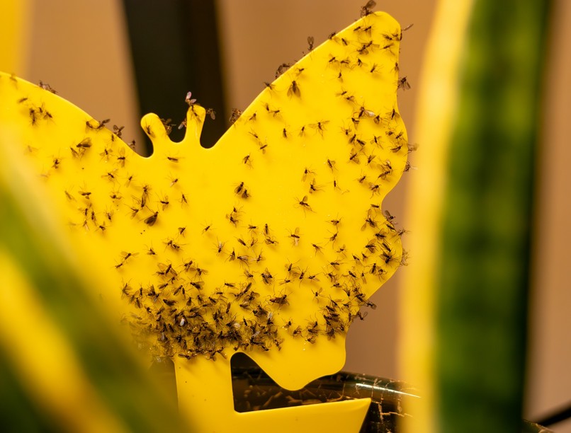 légypapír készítése házilag