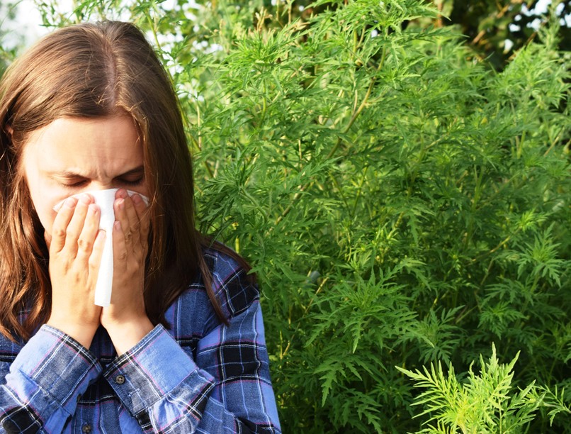 parlagfű allergia, kezelés, nátha