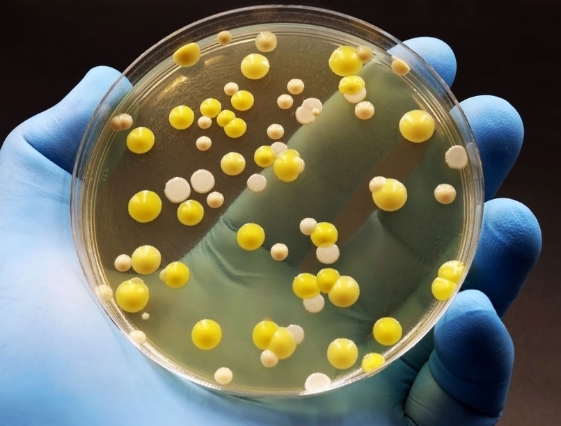 szuperbaktérium kórház fertőzés térkép kutatás