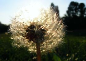 Filterrel a szénanátha ellen?