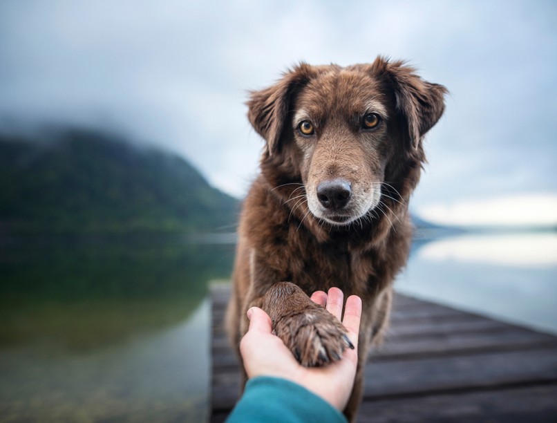 kutya, szemedbe néz, szemkontaktus, magyar kutatás