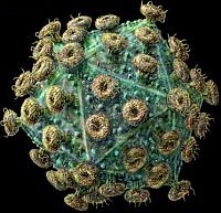 Fertőzéseink, fertőző betegségeink